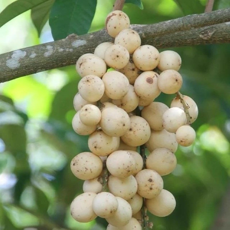 Bibit-Duku1.jpg