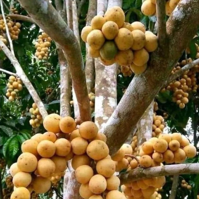 bibit-tanaman-duku.jpg